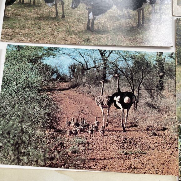Ostrich Postcard Lot 12pcs Ephemera Paper Crafts Scrapbooking - Picture 9 of 13